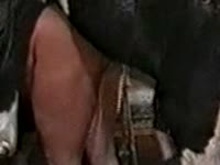 Animal porno of horse destroying a gay's butthole